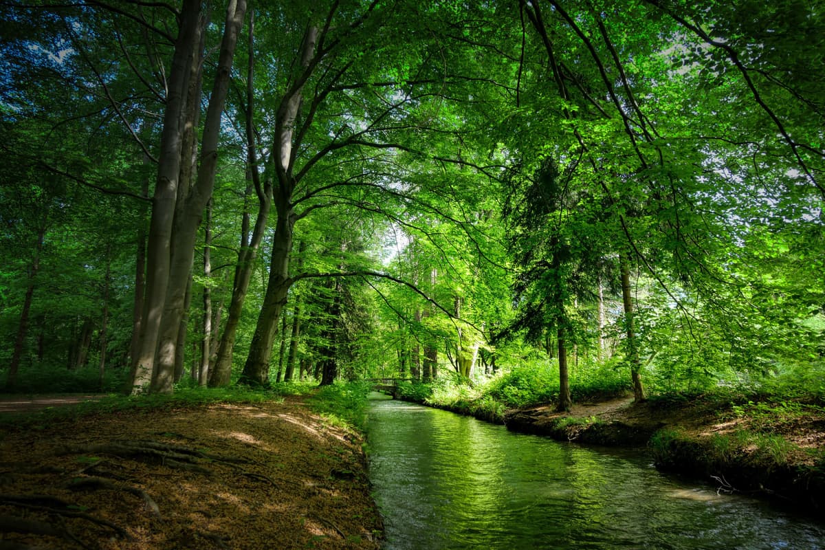 Waldbaden gegen Krebs: Heilsame Natur oder überschätzter Trend?